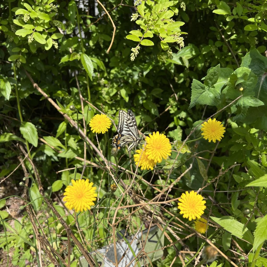 アゲハチョウ発見♪