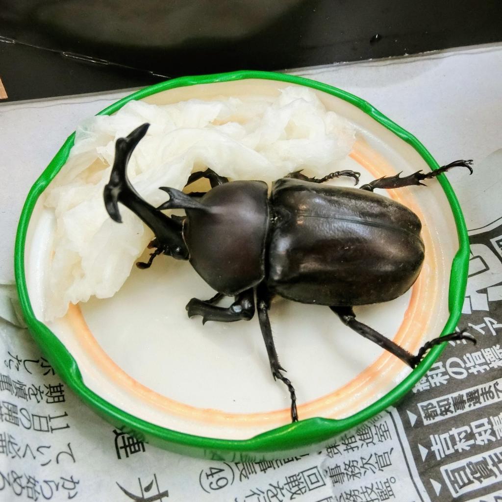 カブトムシを飼っています♪