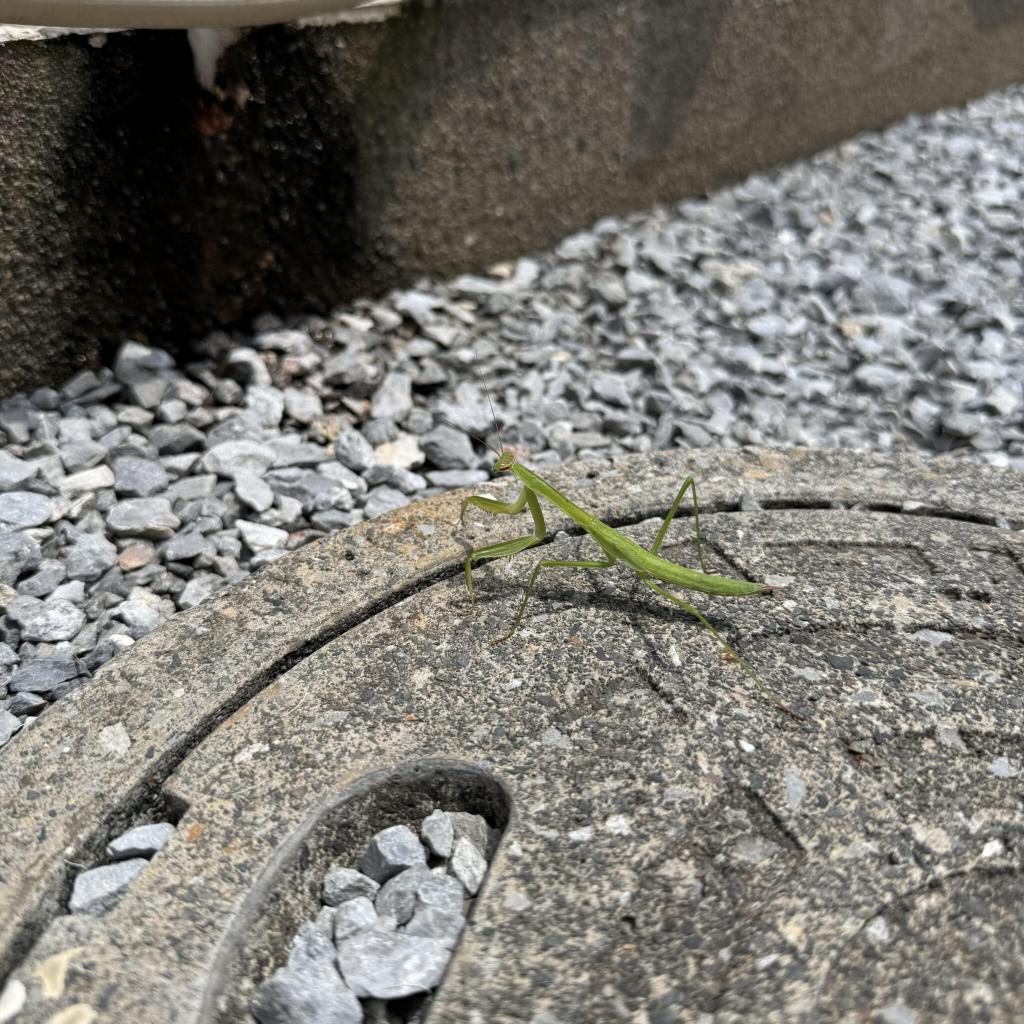 カマキリの観察をしました!