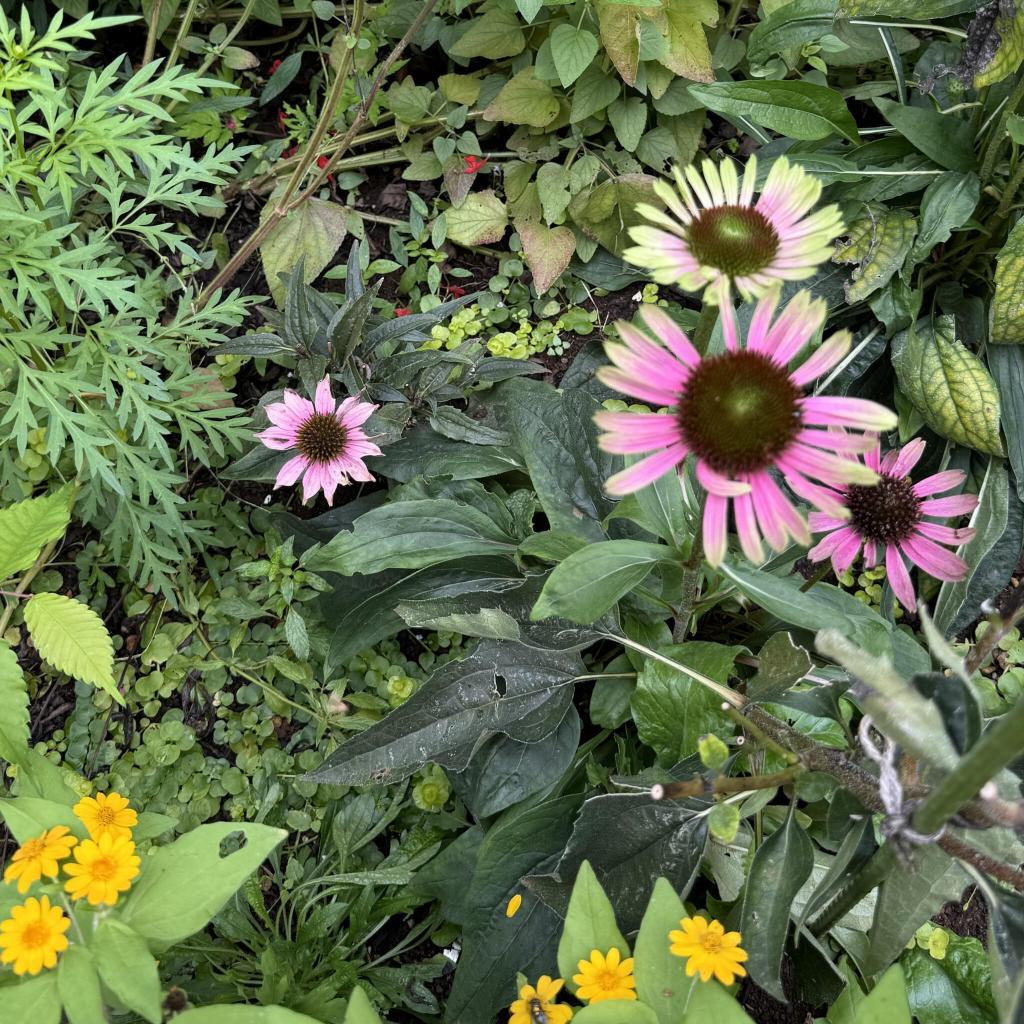 ガーデンに種植えに行ってきました♪