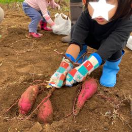 さつまいも掘りに行ってきました!