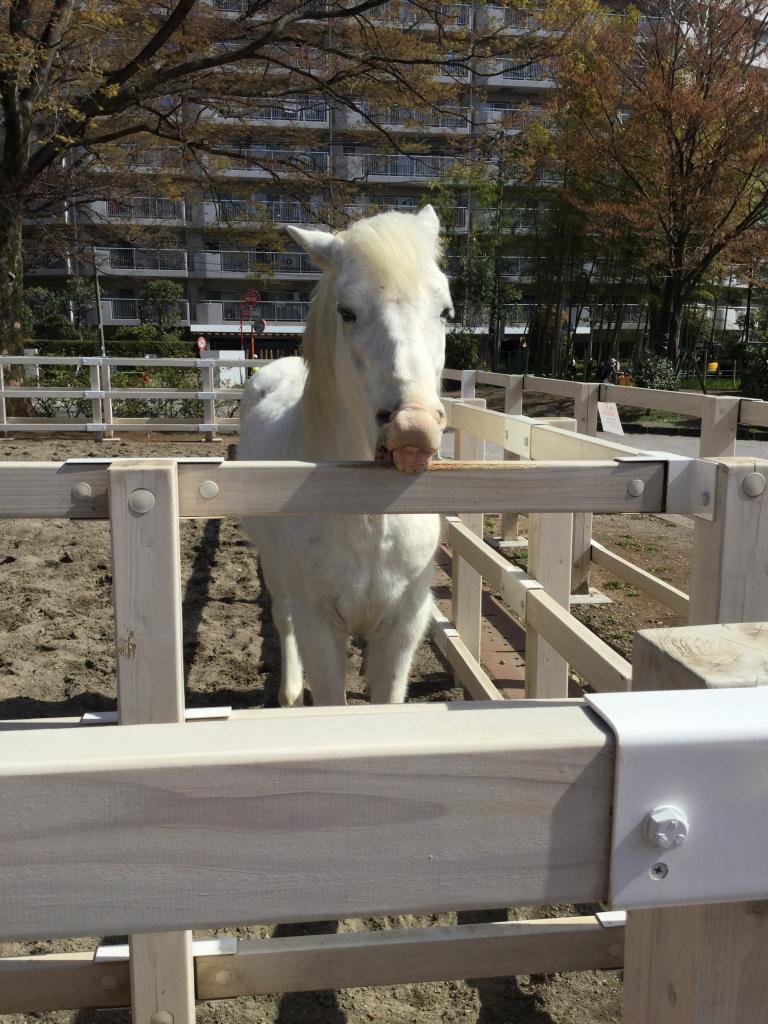 動物公園