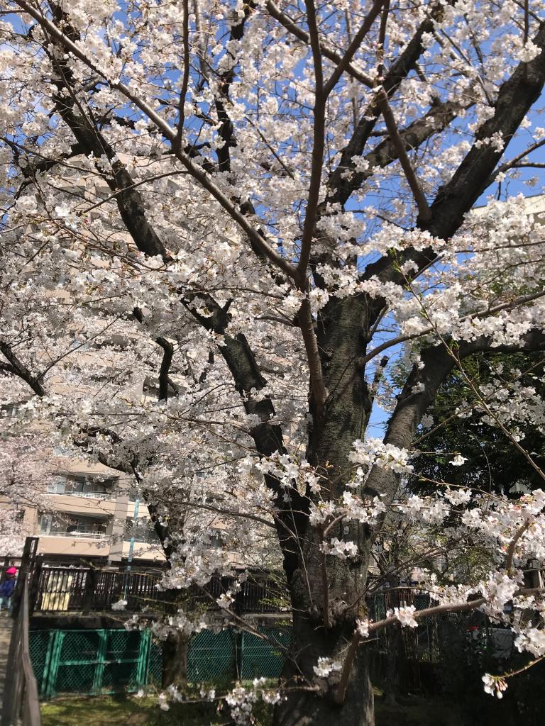 桜が綺麗です♪