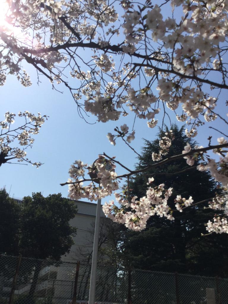 公園の桜