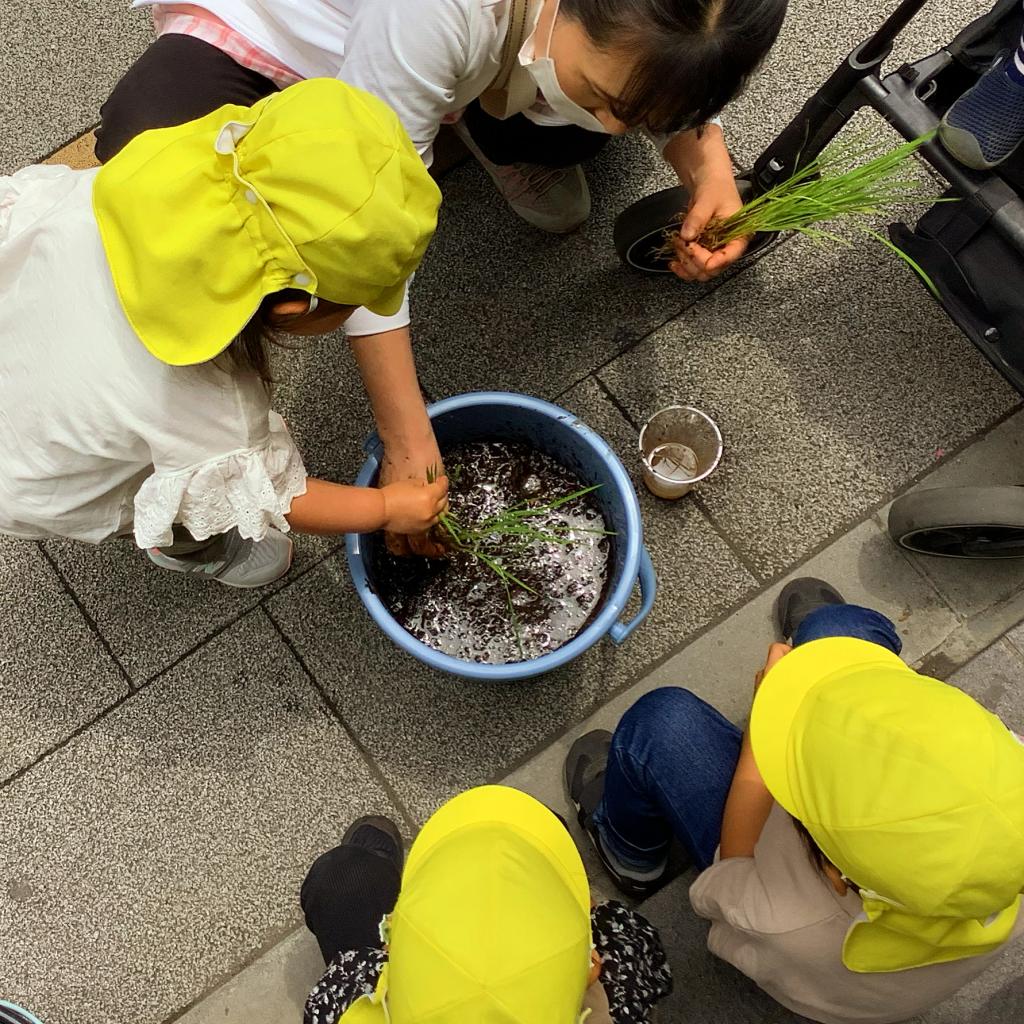 バケツに稲を植えました