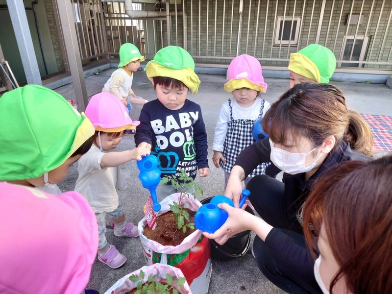 トマトの苗植え