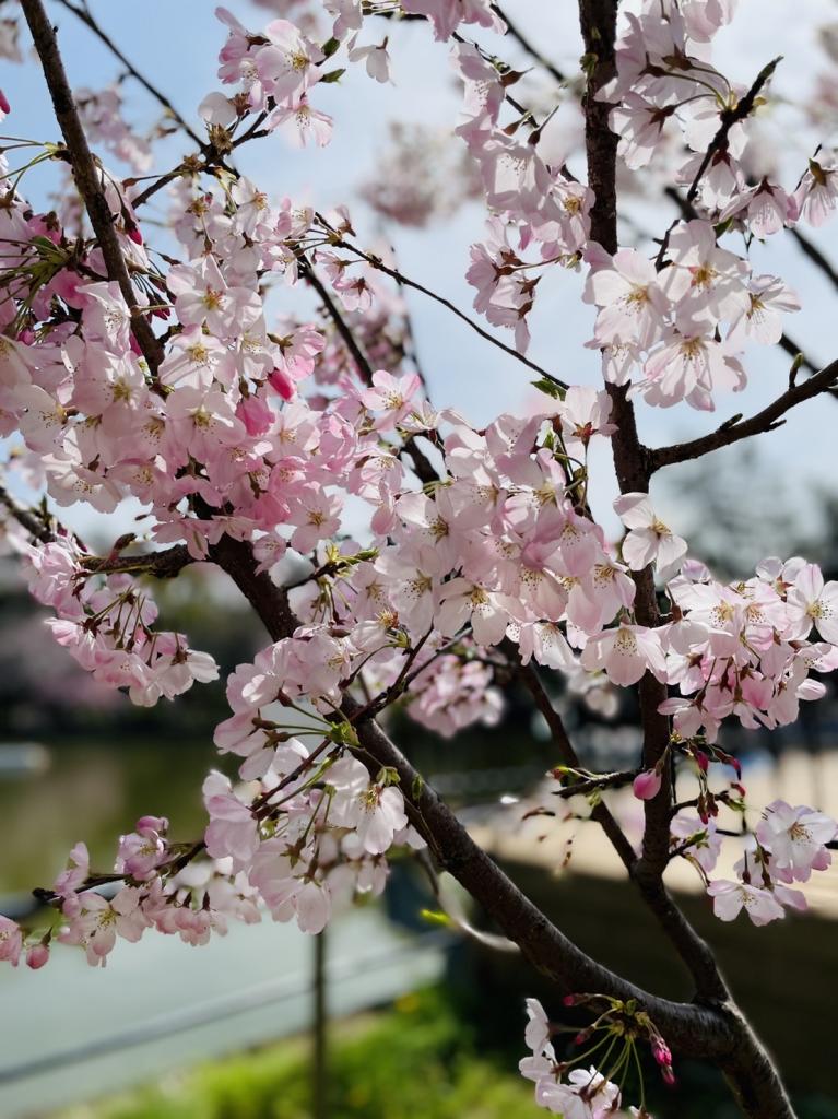 お花見